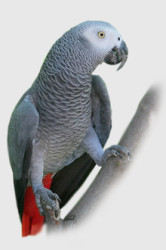 Жакко