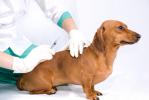 Продам: Ветеринар в Костроме, лечение животных, анализы, корма,...