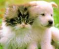 Продам: Купить : Ветеринария.Биокорректоры для здоровья всех животных