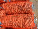 Продам: Морковь свежая, сочная, оптом