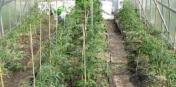 Продам: Опоры для садовых растений стеклопластиковые от производителя...