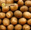 Продам: Продовольственный картофель