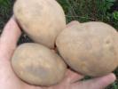 Продам: семенной картофель