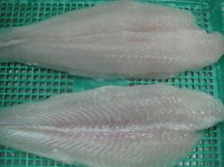 Pangasius (Basa) Fillet Well-trimmed