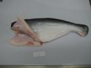 Pangasius Hypophthalmus HGT