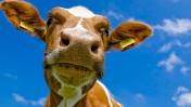 Сапокорм - сапонитовая мука - экологически чистая минеральная кормовая добавка для крупного рогатого скота