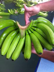 Бананы кавендиш