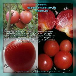 семена томата Божественный первый (15 семян)