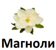 ООО "Магноли"