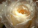 White-Rose