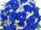 синие розы в Ярославле