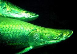 Арапайма (Arapaima gigas)