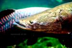 Арапайма (Arapaima gigas)