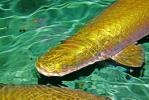 Арапайма (Arapaima gigas)