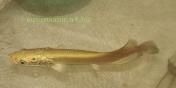 Арапайма (Arapaima gigas)