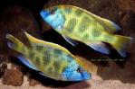 Венустус (Haplochromis venustus)