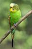 Волнистый попугай (Melopsittacus undulatus) - самец