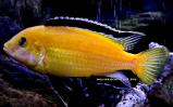 Еллоу (Labidochromis yellow)