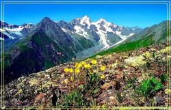 Желтые альпийские маки на фоне Белухи.
