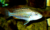 Жемчужина Ликома Labidochromis exasperatus