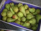 Итальянские яблоки и груши урожая 2012 г от...