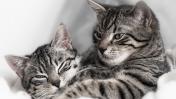 Кастрация кота