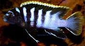 Лабидохромис спец. 'мбамба' Labidochromis Mbamba Bay