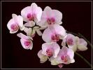 Орхидея Cimbidium