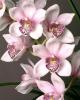Орхидея Cimbidium