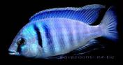 Пласидохромис электра (Placidochromis electra)