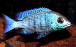 Плацидохромис спец. 'Гиссел' Placidochromis phenochilus...