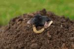 Продам: Антикрот Gex Mole Killer средство защиты приманка отрава от...