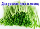 Продам: Выращиватель пера зелёного лука и чеснока гидропонная...