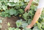 Продам: Капельная лента полива растений эмиттерная Viola длина 25...