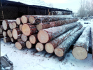 Продам: Лес круглый (кругляк). Лиственница.
