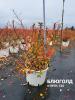 Продам: Саженцы голубика, жимолости, клюквы из Беларуси с доставкой по...