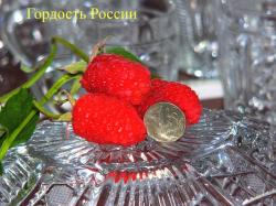 Саженцы малины сорта"Краса России"