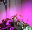 Светодиодная подсветка растений