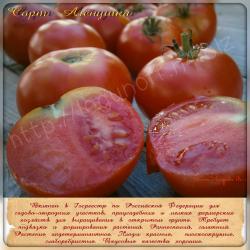 Семена томата Алёнушка (15 семян)