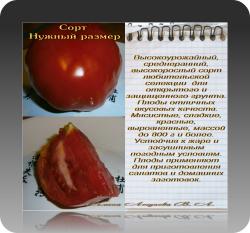 Семена томата Нужный размер