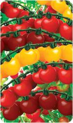 Семена томатов «Черри смесь»