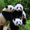 Счастливые панды