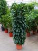 Фикус Сетистипула/Ficus cyathistipula