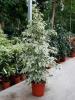 Фикус бенджамина с бело-зелеными листьями/Ficus de gantel
