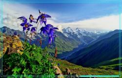 Цветы Алтая (Белуха)