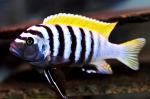 Цинотиляпия Яло Риф (Cynotilapia afra 'Jalo Reef')