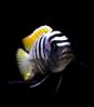 Цинотиляпия Яло Риф (Cynotilapia afra 'Jalo Reef')