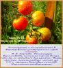 томат М-22 (Селекция П. Я. Сараева) 15 семян