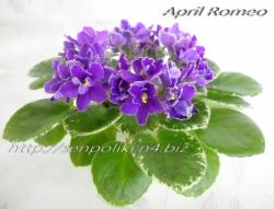 April Romeo (H. Pittman)