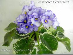 Arctic Echoes( Sorano)